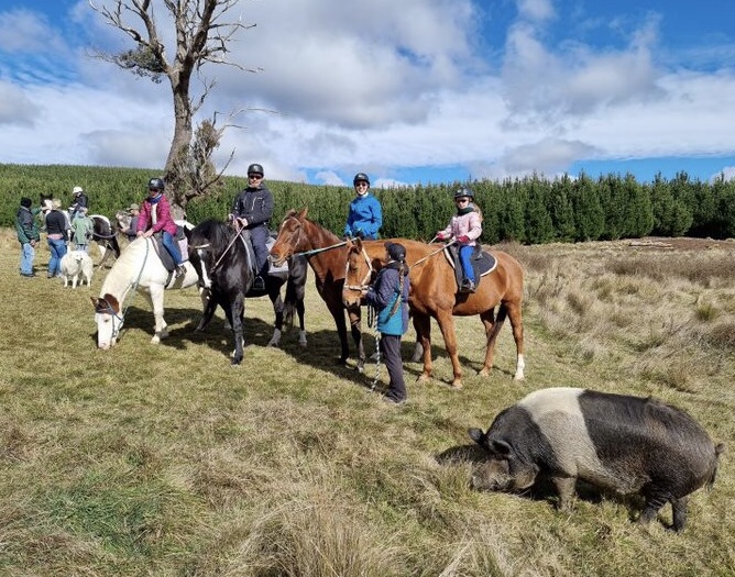 Farm With Rides High country horses, buggy’s and cottages. – Horse riding, farm safaris ...